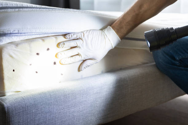 Best Residential Pest Control  in Plano, KY